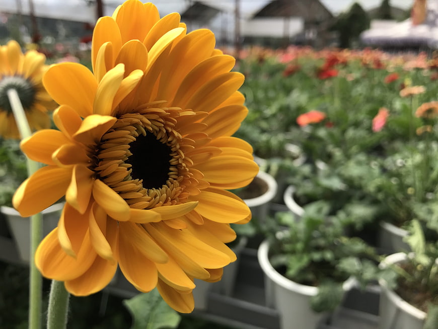 Close-up of vibrant yellow gerbera daisy in garden
