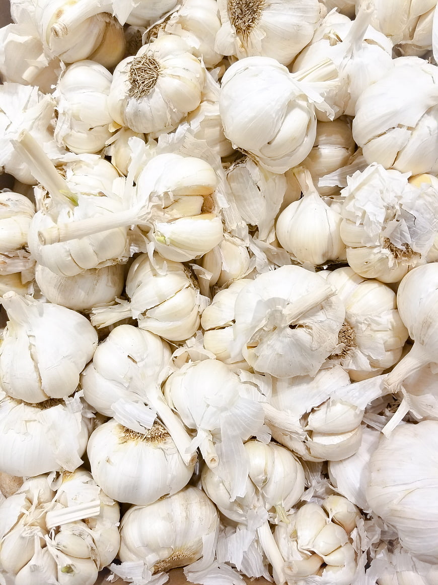 Fresh White Garlic Bulbs Pile Close Up
