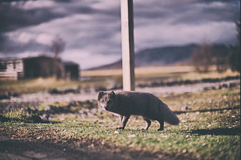Arctic Fox Walking in Grassy Field with Blurred Background
