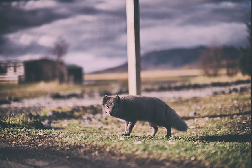 Arctic Fox Walking in Grassy Field with Blurred Background