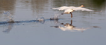 White swan taking off from lake with water splashes