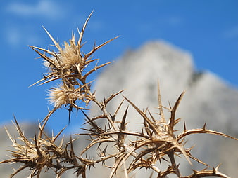 Close-up of dried thistle plant against blue sky and mountain