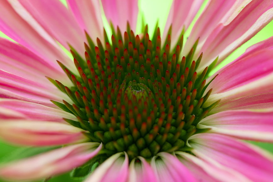 Macro Close-Up of Pink Echinacea Flower Center