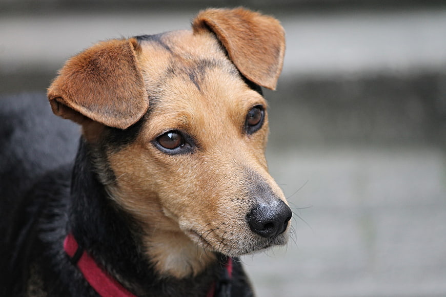 Close-up portrait of a brown and black mixed breed dog