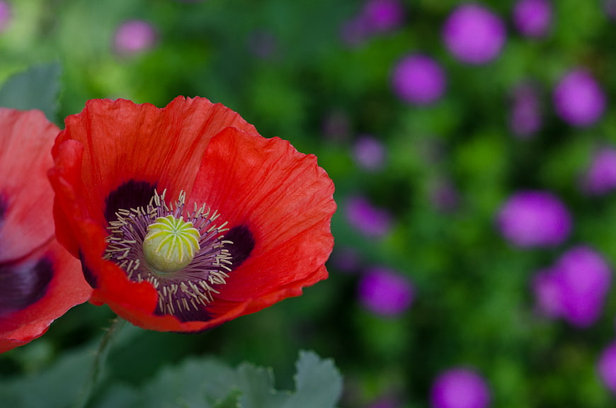 Close-up of vibrant red poppy flower with blurred purple background