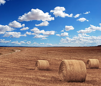 Round Hay Bales in Harvested Field Under Blue Sky