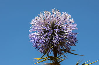 Close-up of purple globe thistle flower against blue sky
