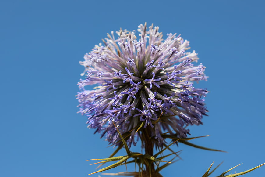 Close-up of purple globe thistle flower against blue sky