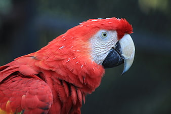 Close-up portrait of a scarlet macaw head and beak