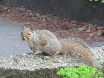 Cute gray squirrel sitting on a stone wall in nature