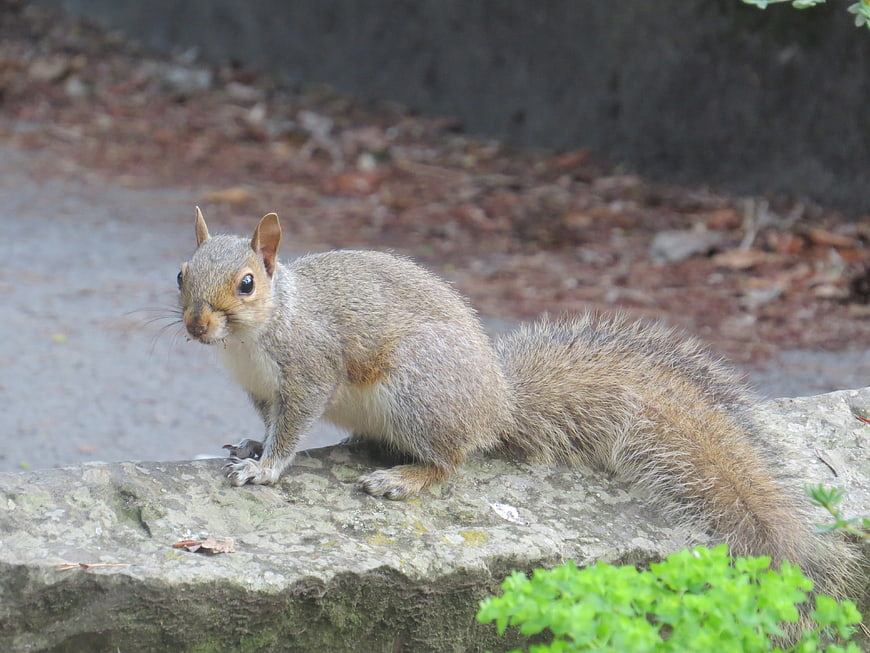 Cute gray squirrel sitting on a stone wall in nature