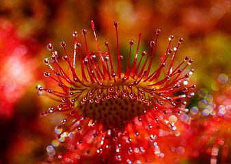 Macro Close-Up of Red Sundew Carnivorous Plant with Dew Drops
