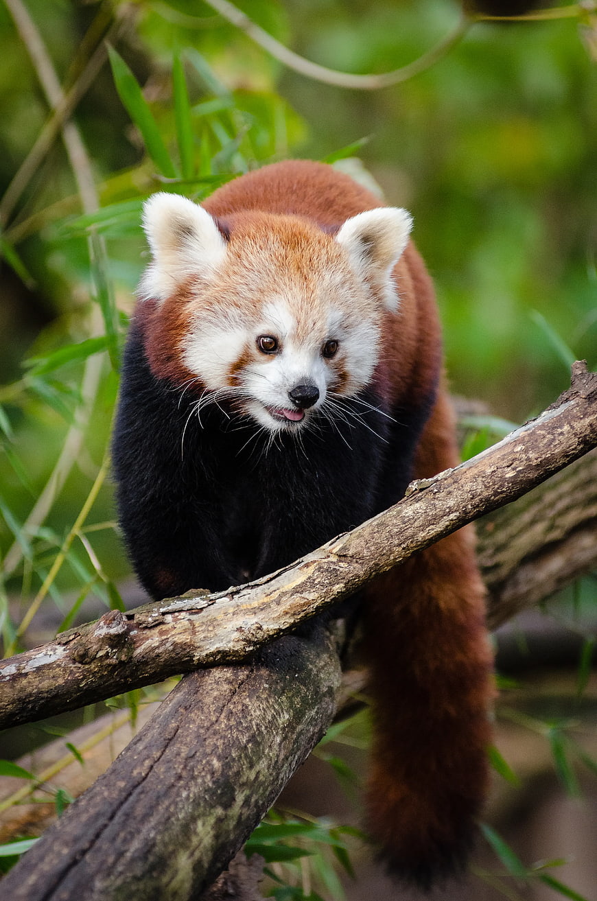 Cute Red Panda Walking on Tree Branch in Forest