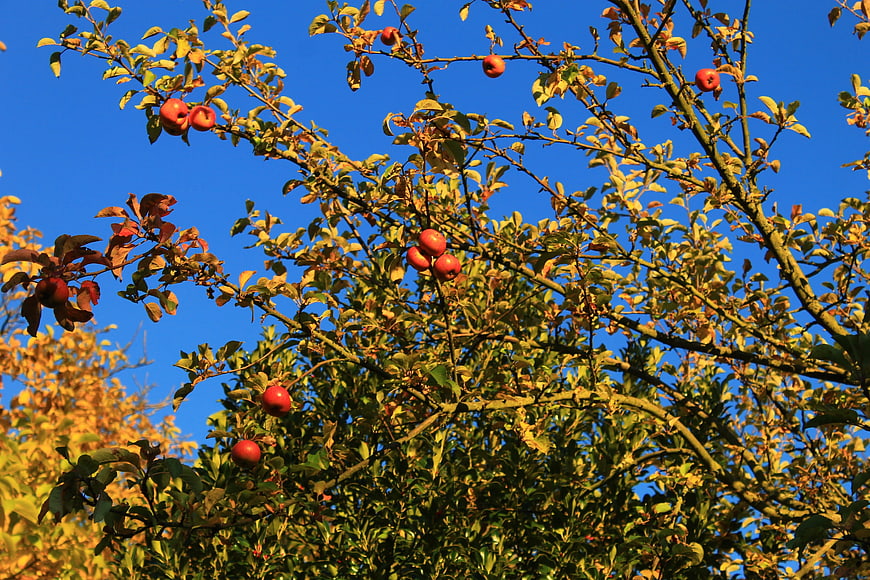 Red Apples on Tree Branches Against Blue Sky in Autumn