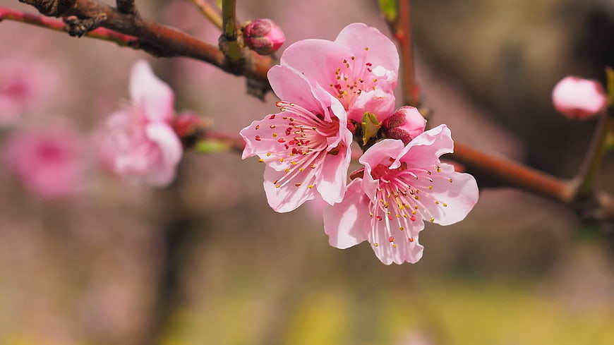 Close-up of Pink Cherry Blossoms on Branch