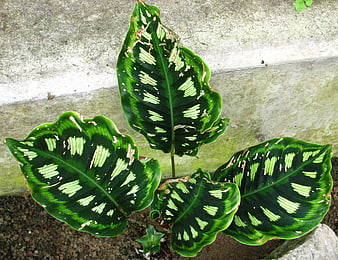 Calathea ornata plant with patterned green leaves