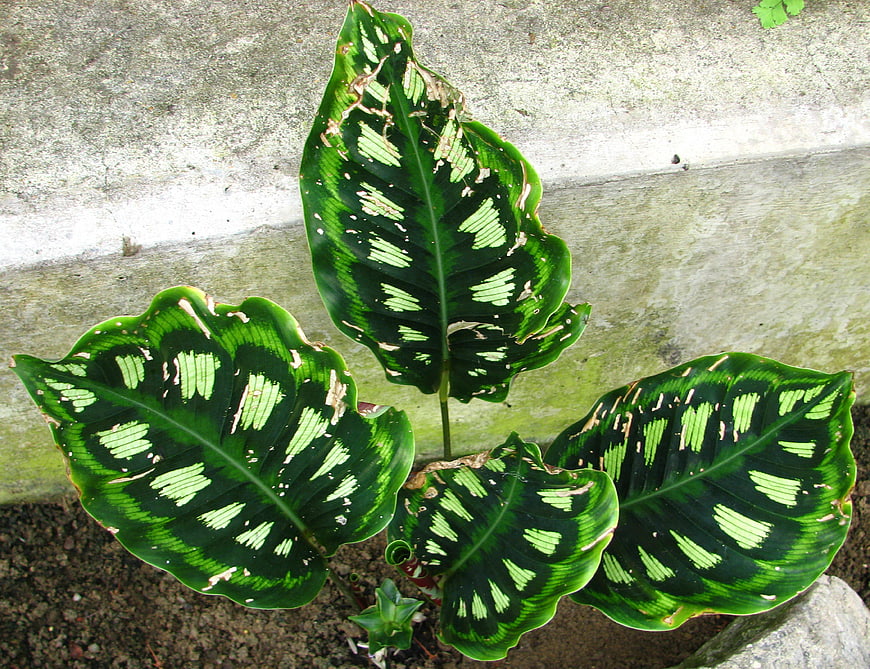Calathea ornata plant with patterned green leaves