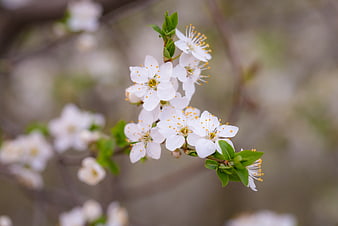 White Cherry Blossoms on Branch with Blurred Background