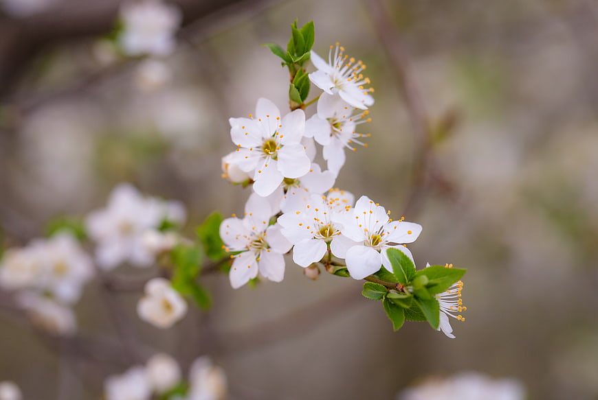White Cherry Blossoms on Branch with Blurred Background
