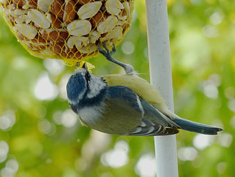 Blue Tit Eating Peanuts from Suet Feeder in Garden