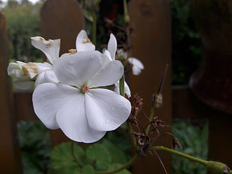 Close-up of White Geranium Flower with Raindrops