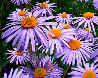 Close-up of purple asters with orange centers in a garden