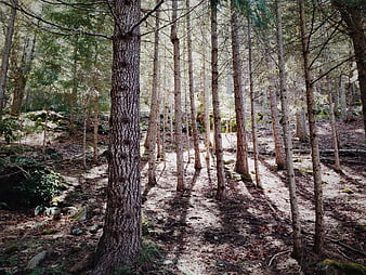 Sunlight filtering through tall pine trees in a dense forest