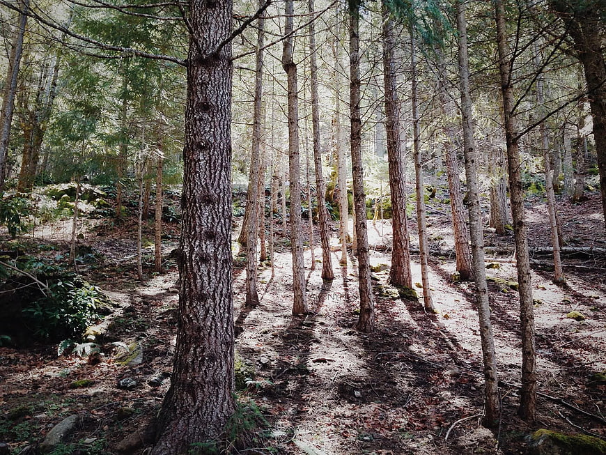 Sunlight filtering through tall pine trees in a dense forest