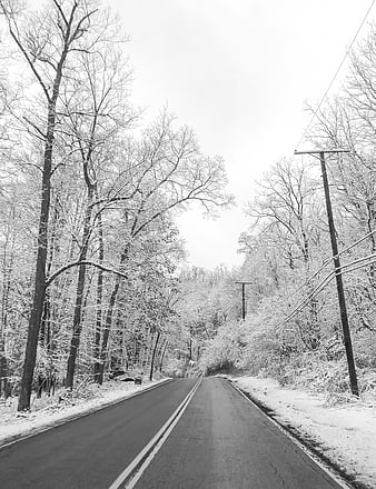 Black and White Snowy Winter Road Through Forest