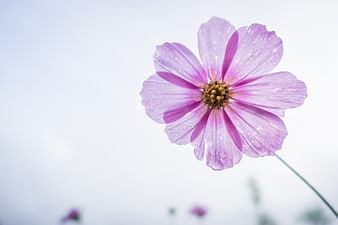Close-up of a purple cosmos flower with water droplets