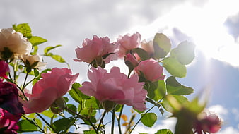 Pink Roses Backlit by Sunlight Against Blue Sky