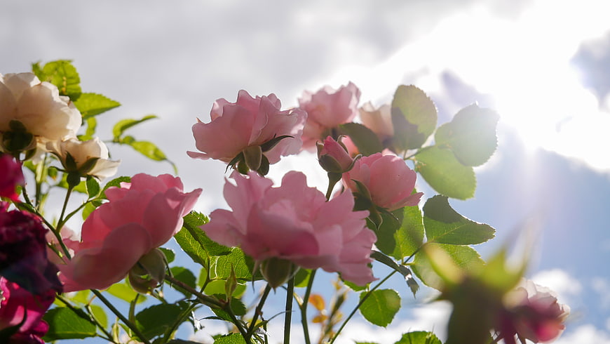 Pink Roses Backlit by Sunlight Against Blue Sky