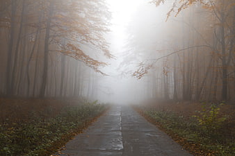 Misty Autumn Forest Path With Foggy Trees And Wet Road