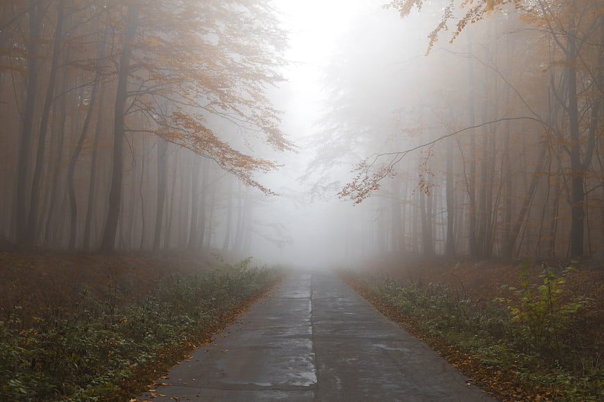Misty Autumn Forest Path With Foggy Trees And Wet Road
