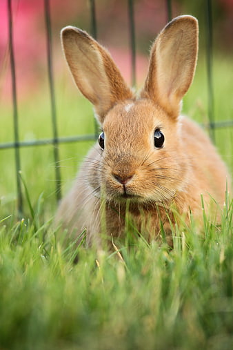 Cute Brown Rabbit Portrait In Green Grass