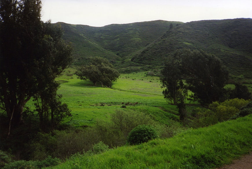 Lush green meadow landscape with rolling hills and trees