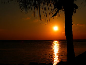 Silhouette of palm tree against golden sunset over ocean