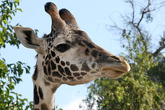 Close-up Portrait of a Giraffe Head Against Blue Sky