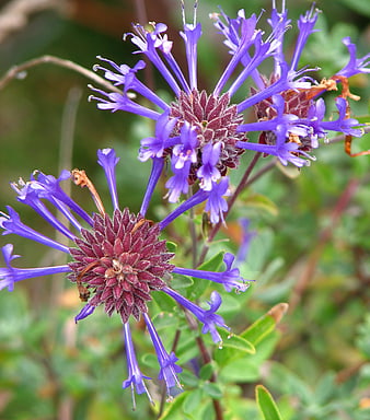 Close-up of vibrant purple and maroon wildflowers