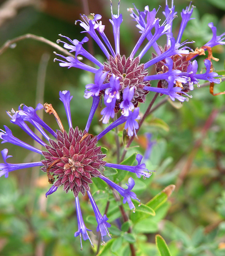 Close-up of vibrant purple and maroon wildflowers