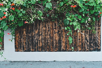 Rustic wooden fence with climbing vines and red flowers