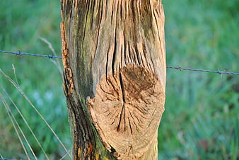 Close-up of weathered wooden fence post with barbed wire