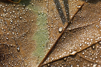 Close-up of water droplets on a wet autumn leaf