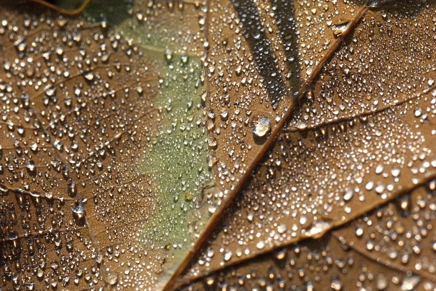Close-up of water droplets on a wet autumn leaf