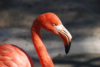 Close-up portrait of a vibrant pink flamingo head and neck