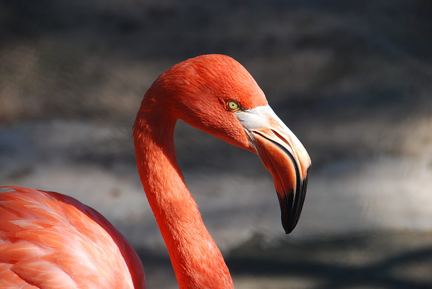 Close-up portrait of a vibrant pink flamingo head and neck