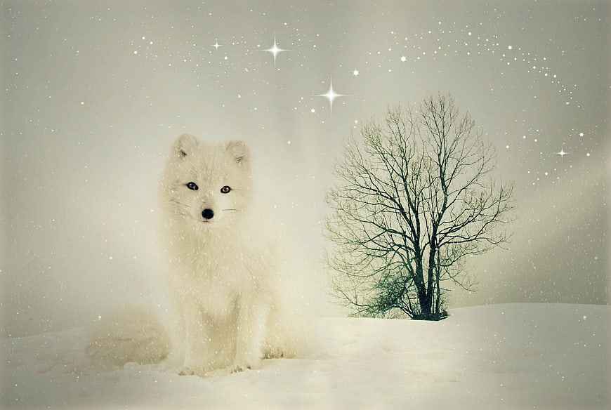 White Arctic Fox in Snowy Winter Landscape with Stars