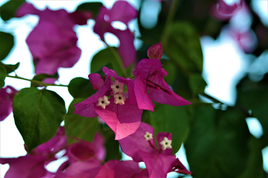 Close-up of vibrant pink bougainvillea flowers with green leaves