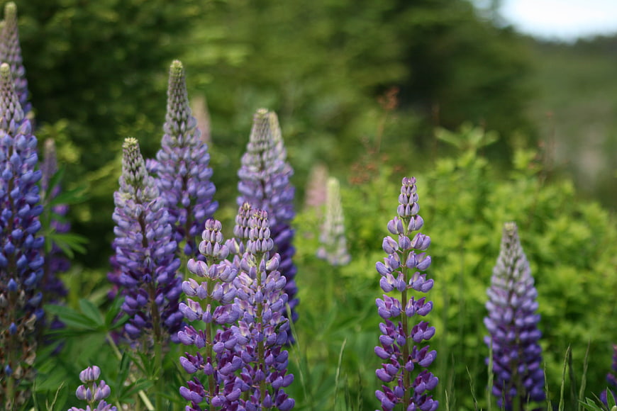 Purple Lupine Flowers Blooming in a Green Summer Field