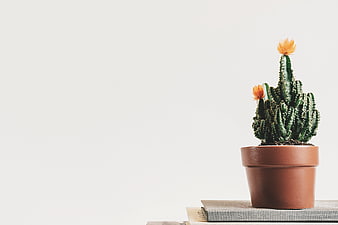 Potted Cactus with Orange Flowers on Books